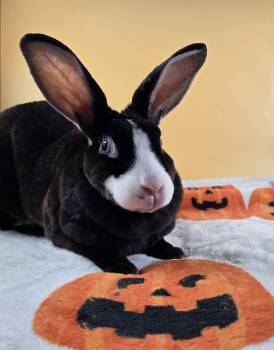 Helena -  Mini Rex Rabbit for Adoption in San Antonio, Texas - Helena | PetCurious