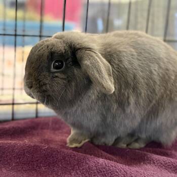 Holland Lop Rabbits Available for Adoption - Captain Roger Van Piggles | PetCurious