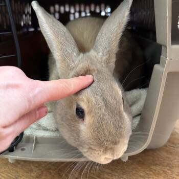 Cantaloupe -  Bunny Rabbit Rabbit for Adoption in Richmond, California - Cantaloupe | PetCurious