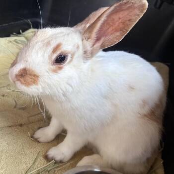 Rex Rabbits Available for Adoption in Melbourne, Kentucky - Tansy | PetCurious