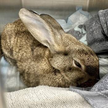 Cindy* -  American Rabbit for Adoption in San Gabriel, California - Cindy* | PetCurious