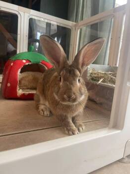 Buzz -  Flemish Giant Rabbit for Adoption in Melbourne, Florida - Buzz | PetCurious