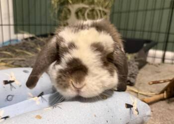 Pirate -  Holland Lop Rabbit for Adoption in Westford, Massachusetts - Pirate | PetCurious