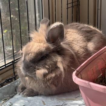 Remy -  Lionhead Rabbit for Adoption in Norwalk, Connecticut - Remy | PetCurious