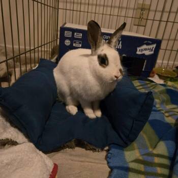 Rescue Dwarf and English Spot Rabbits for Adoption in Huntsville, Alabama - Twinkle | PetCurious