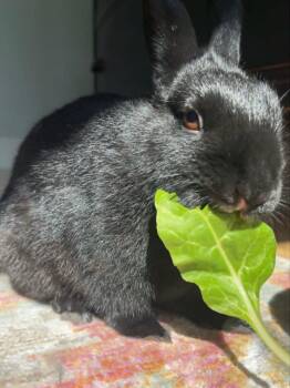 Bun Bun -  Dwarf Rabbit for Adoption in Sauk Village, Illinois - Bun Bun | PetCurious