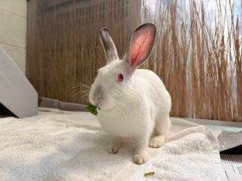 Rosy -  Bunny Rabbit Rabbit for Adoption in Fairfax, Virginia - Rosy | PetCurious