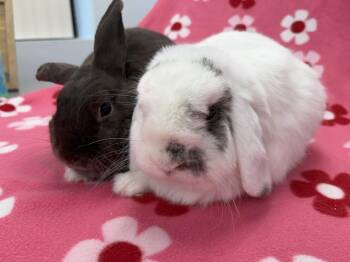 Jelly -  Holland Lop Rabbit for Adoption in Westford, Massachusetts - Jelly | PetCurious