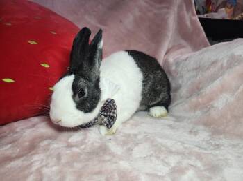Leon -  Dutch Rabbit for Adoption - Leon | PetCurious
