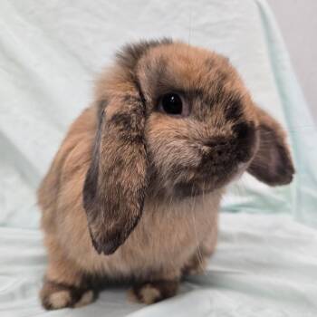 Brambi -  Mini Lop Rabbit for Adoption in Evansville, Indiana - Brambi | PetCurious