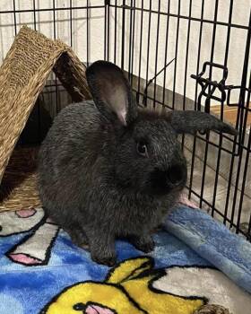 Poe (& Peony) -  Bunny Rabbit Rabbit for Adoption in Marshfield, Wisconsin - Poe (& Peony) | PetCurious