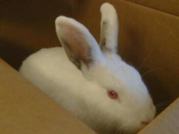 Bunny Rabbit Rabbits Available for Adoption - WAFFLES | PetCurious