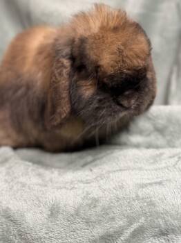 Bartholomew -  Mini Lop Rabbit Available for Adoption in Edinburg, Pennsylvania - Bartholomew | PetCurious