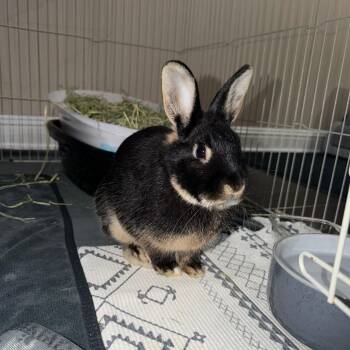 Silver Marten Rabbits Available for Adoption in Knoxville, Tennessee - Roderick | PetCurious