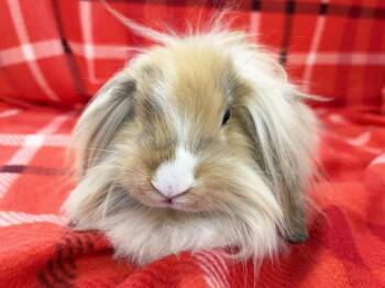 Cannoli -  Lionhead and Lop Eared Rabbit for Adoption in Westford, Massachusetts - Cannoli | PetCurious