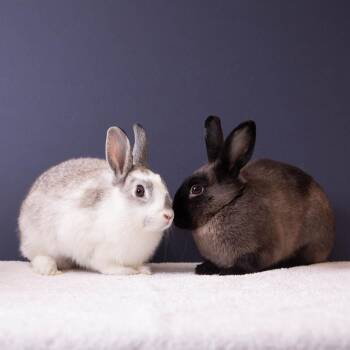 Chrysalis -  Bunny Rabbit Rabbit for Adoption in Richmond, California - Chrysalis | PetCurious