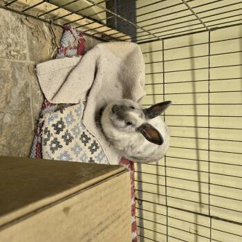 Rescue American Rabbits for Adoption in Fremont, Ohio - Shirley | PetCurious