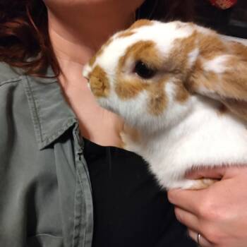 Rescue English Spot Rabbits for Adoption in Houston, Texas - Harry | PetCurious