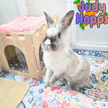 Judy Hopps -Spayed female- -  Lionhead Rabbit for Adoption in Riverview, Florida - Judy Hopps -Spayed Female- | PetCurious