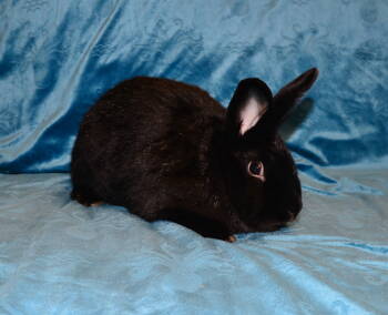 Rescue New Zealand Rabbits for Adoption in Chesterfield, Missouri - Wednesday | PetCurious