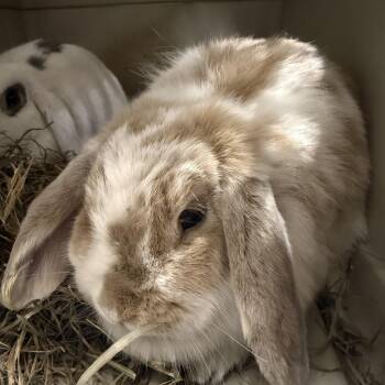 Minny -  Lop Eared Rabbit for Adoption in Cooperstown, New York - Minny | PetCurious