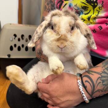 Cookie -  Mini Lop Rabbit for Adoption in Madison, Wisconsin - Cookie | PetCurious