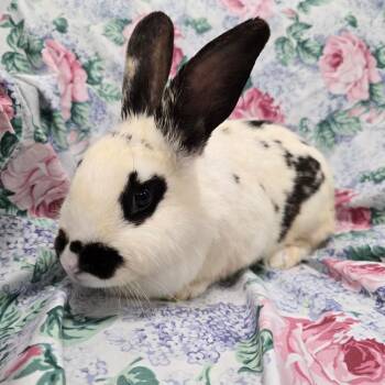English Spot Rabbits Available for Adoption in Evansville, Indiana - Esmeralda | PetCurious