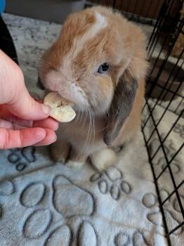 Meelo -  Holland Lop Rabbit for Adoption in Omaha, Nebraska - Meelo | PetCurious