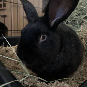 Bijou -  Chinchilla Rabbit for Adoption - Bijou | PetCurious