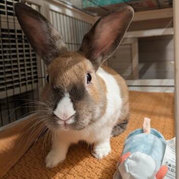Dutch Rabbits Available for Adoption in Los Angeles, California - Adrian | PetCurious