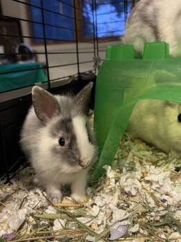 RYE -  Netherland Dwarf Rabbit for Adoption in Methuen, Massachusetts - RYE | PetCurious