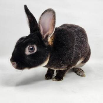 Goblin -  Rex and Bunny Rabbit Rabbit for Adoption in Largo, Florida - Goblin | PetCurious