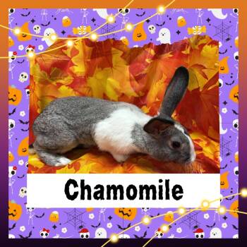 Rescue Dutch Rabbits for Adoption in Elizabethtown, Kentucky - Chamomile | PetCurious