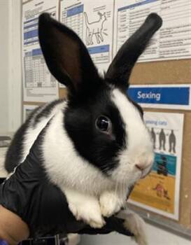 Bunny Rabbit Rabbits Available for Adoption in Camarillo, California - LUCY | PetCurious