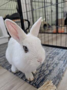 Rescue Hotot Rabbits for Adoption in Frederick, Maryland - Clara | PetCurious
