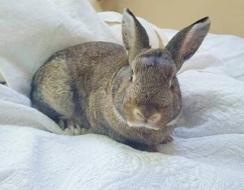 Rescue Bunny Rabbit Rabbits for Adoption - Forest | PetCurious