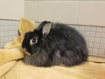 Salem -  Netherland Dwarf and Angora Rabbit Rabbit for Adoption in Bellevue, Washington - Salem | PetCurious