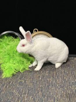 Rescue Rex Rabbits for Adoption in Westerville, Ohio - Spinderella | PetCurious