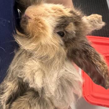 Parsley -  American Rabbit for Adoption in Allentown, Pennsylvania - Parsley | PetCurious