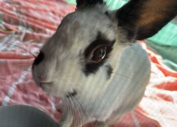 Rescue Dwarf Rabbits for Adoption in Dallas, Pennsylvania - Spritz | PetCurious