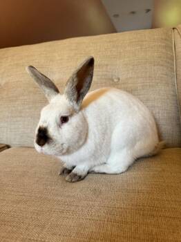 Tolbert -  Californian Rabbit for Adoption in Westford, Massachusetts - Tolbert | PetCurious