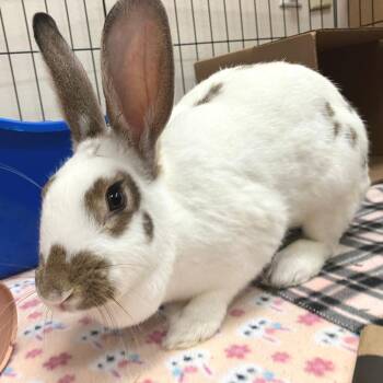 Gia -  English Spot Rabbit for Adoption in Oshkosh, Wisconsin - Gia | PetCurious