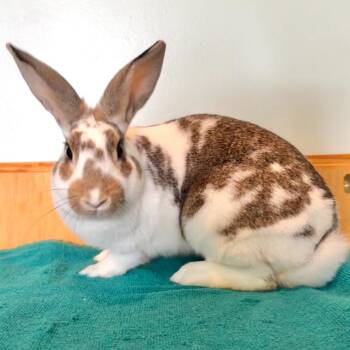 Rescue English Spot Rabbits for Adoption in Columbia, Maryland - Blossom (Bonded To Dahlia) | PetCurious