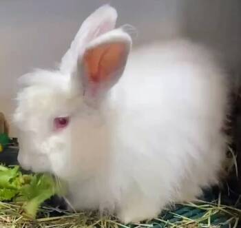 Rescue Angora Rabbit Rabbits for Adoption in Dallas, Pennsylvania - Ivory | PetCurious