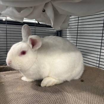 Tofu -  Dutch Rabbit Available for Adoption in Puslinch, Ontario - Tofu | PetCurious