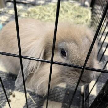Patrick -  Lionhead Rabbit for Adoption in Elyria, Ohio - Patrick | PetCurious
