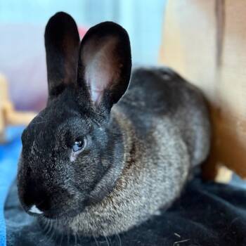 Rescue American Sable Rabbits for Adoption in Kanab, Utah - Steph Furry | PetCurious
