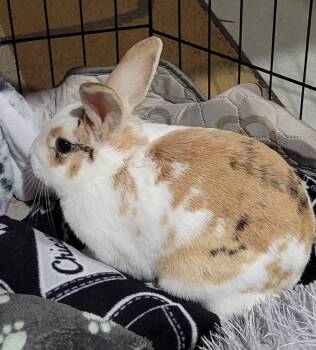 New Zealand Rabbits Available for Adoption in Saint Charles, Missouri - FroYo  | PetCurious