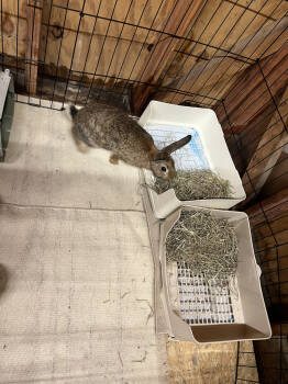 Rescue Bunny Rabbit Rabbits for Adoption in Wekiwa Springs, Florida - Pen (Bonded To Ink) | PetCurious