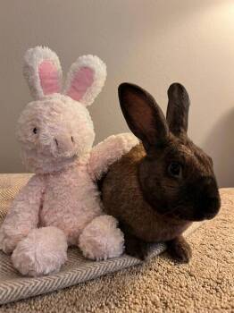 Waffles -  Cinnamon Rabbit for Adoption in Lakeville, Minnesota - Waffles | PetCurious